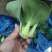 青菜