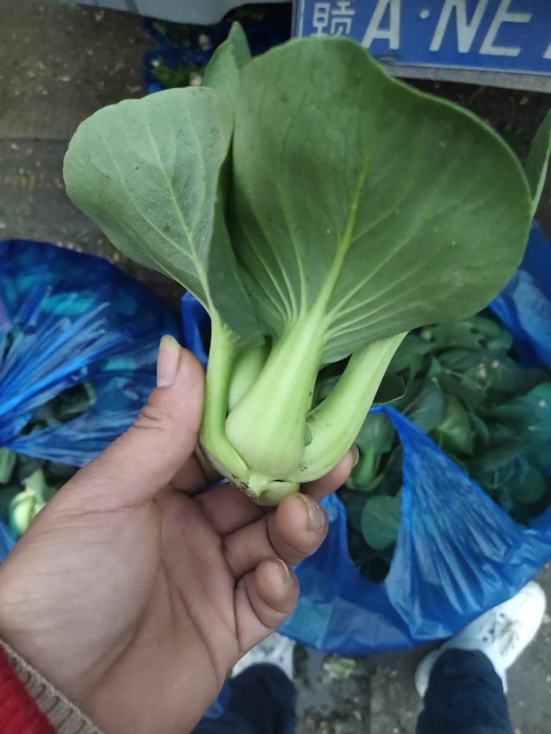 青菜