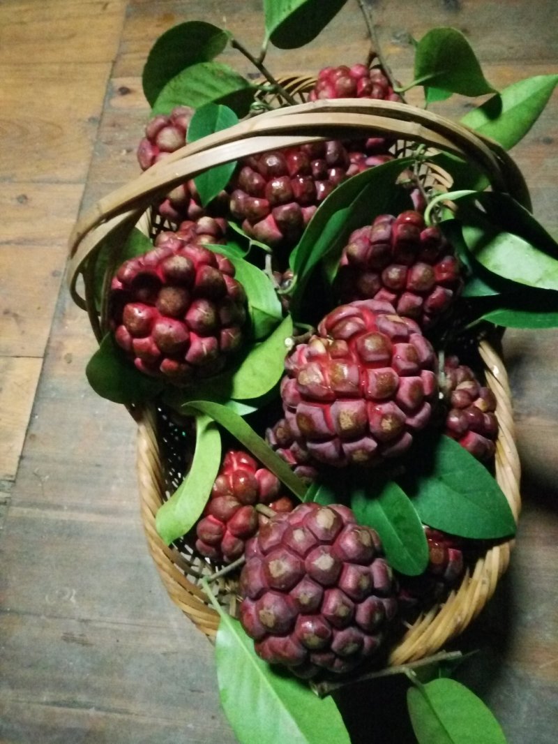 湖南精品杂交少籽布福娜种子，黑老虎种子，原产地直发