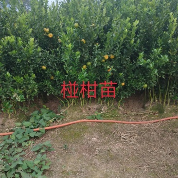 椪柑苗椪柑嫁接苗现挖现发保湿发货包邮
