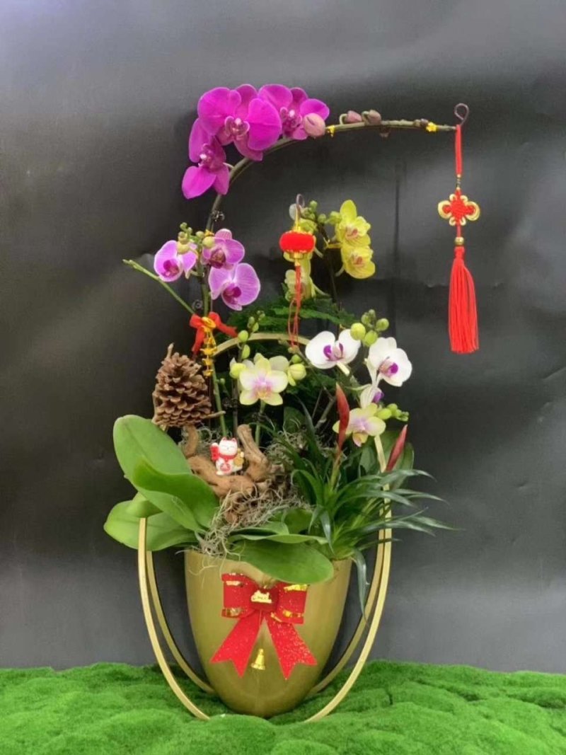 新款蝴蝶兰造型