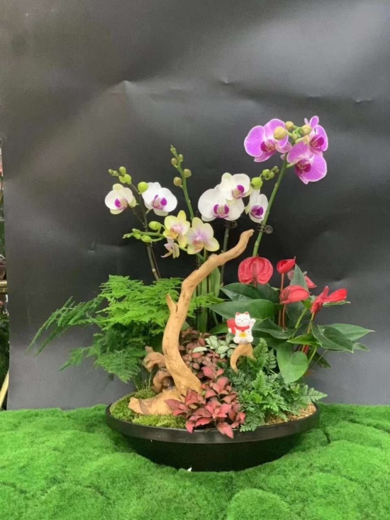新款蝴蝶兰造型