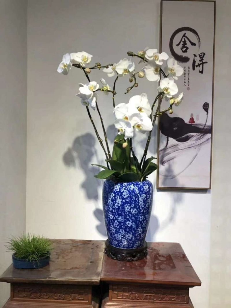 新款蝴蝶兰造型