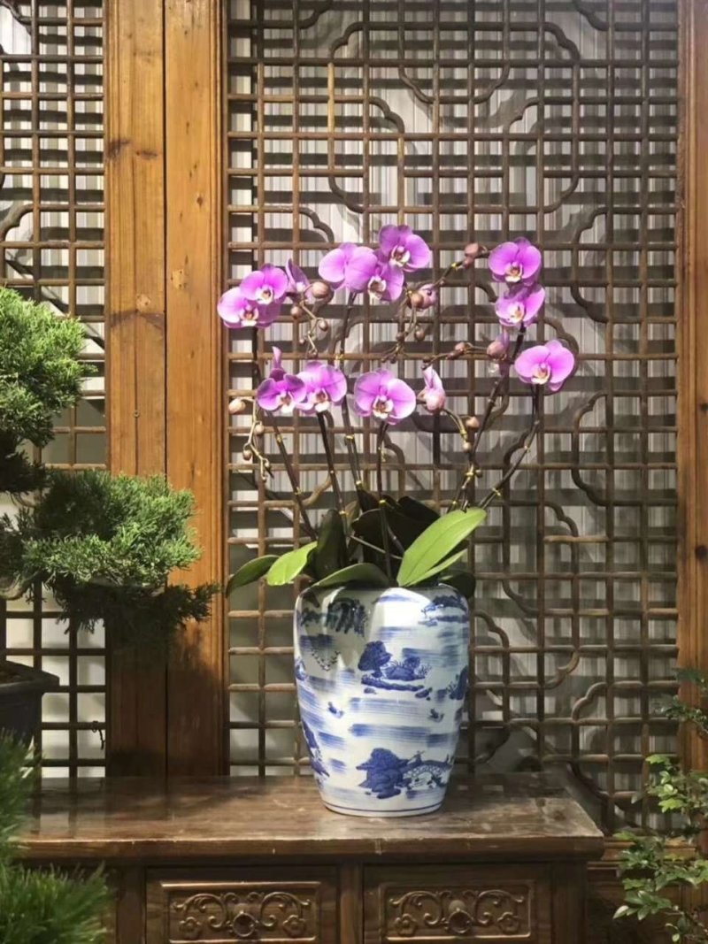 新款蝴蝶兰造型