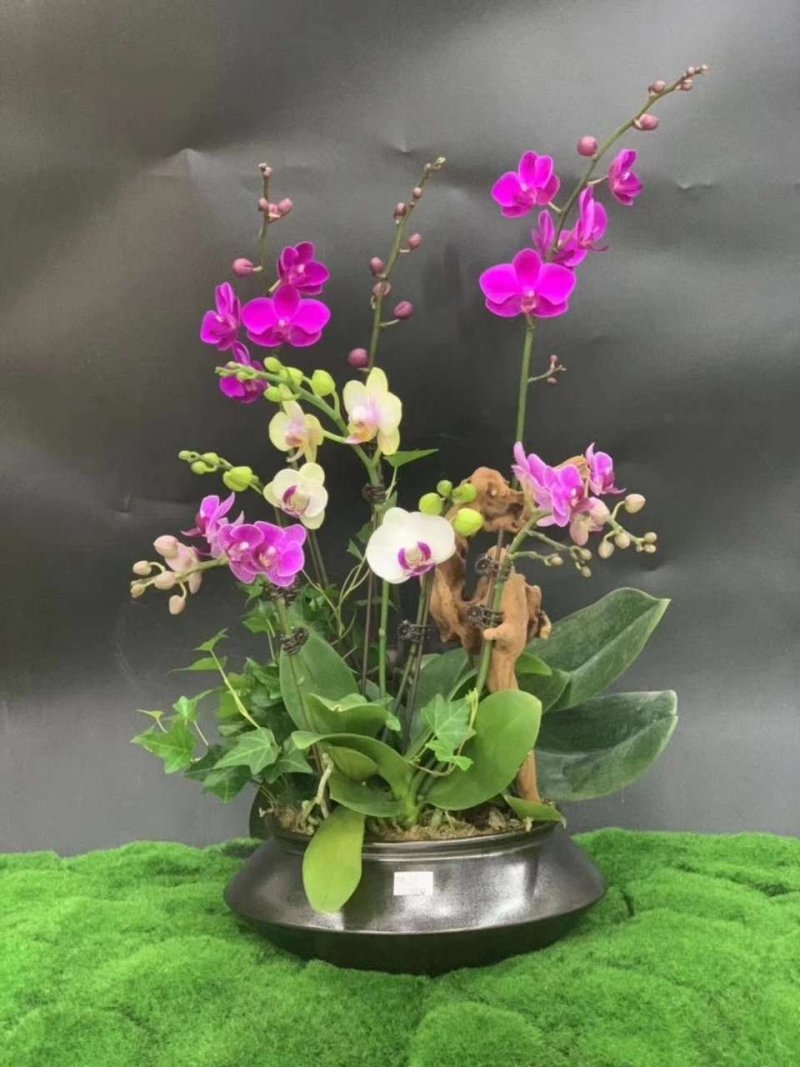 新款蝴蝶兰造型