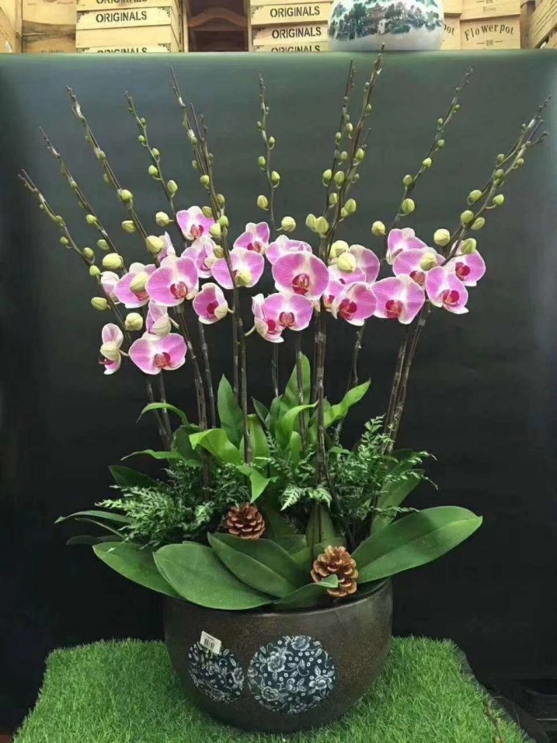 新款蝴蝶兰造型