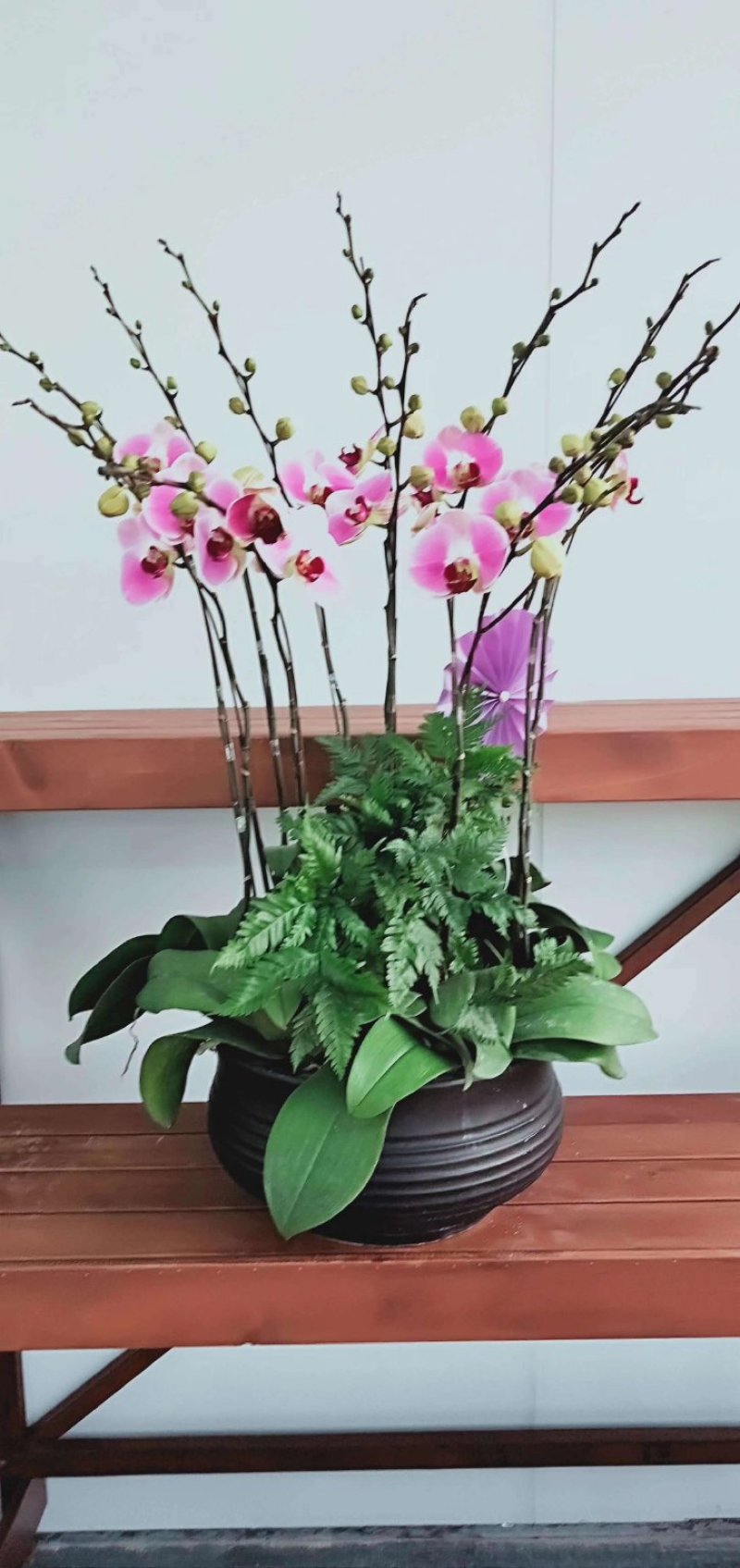 新款蝴蝶兰造型