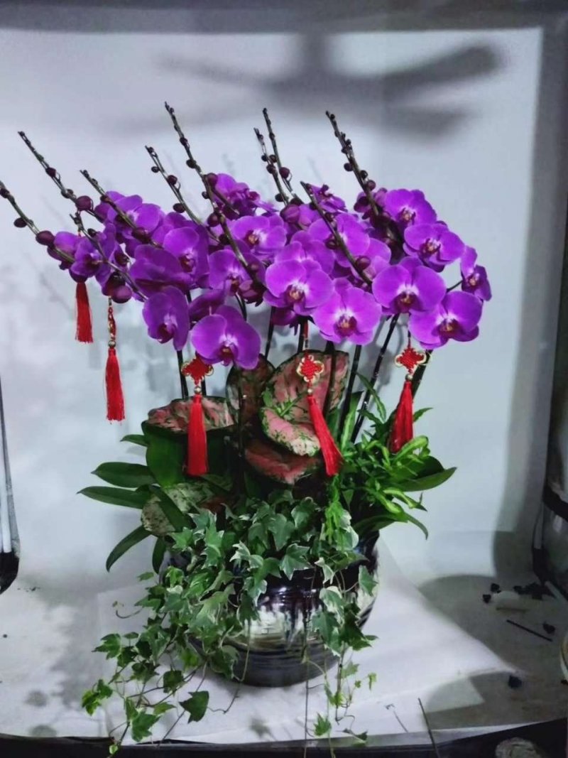 新款蝴蝶兰造型