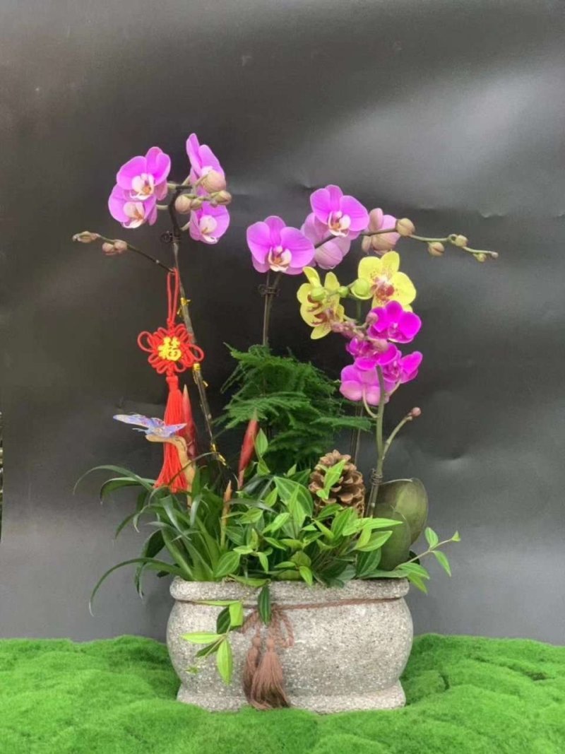 新款蝴蝶兰造型