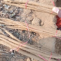 保鲜牛蒡，基地种植，保证质量
