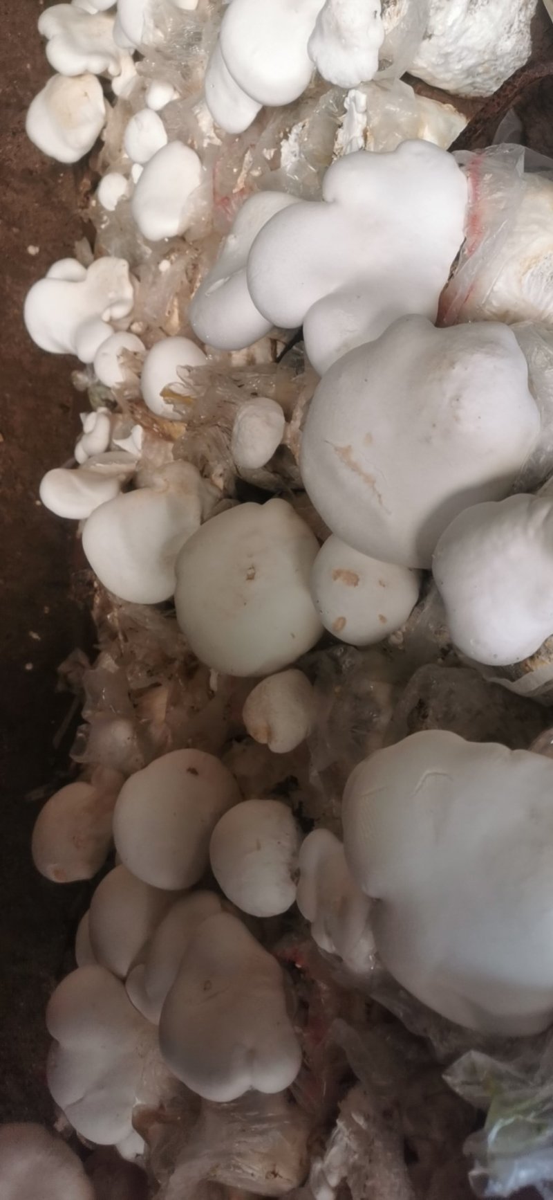 【年货节】产地白灵菇大量上市河北遵化食用菌种基地