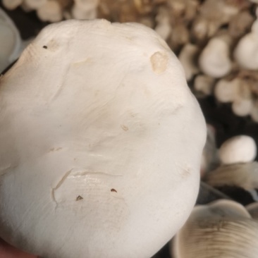 【年货节】产地白灵菇大量上市河北遵化食用菌种基地