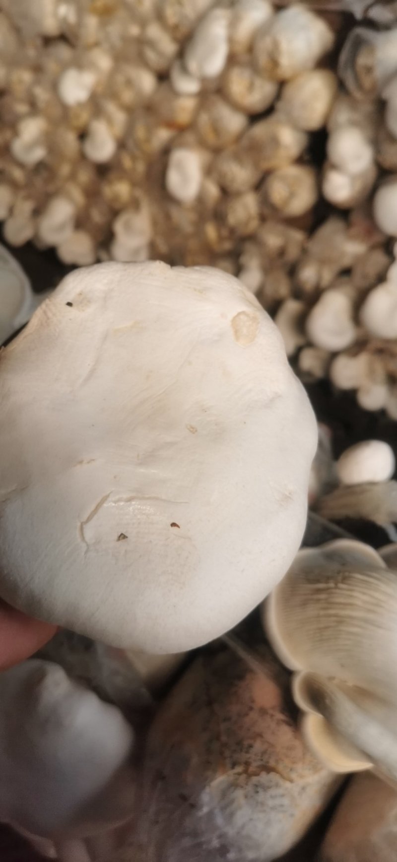【年货节】产地白灵菇大量上市河北遵化食用菌种基地