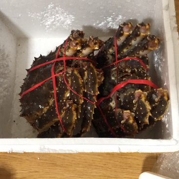 帝王蟹