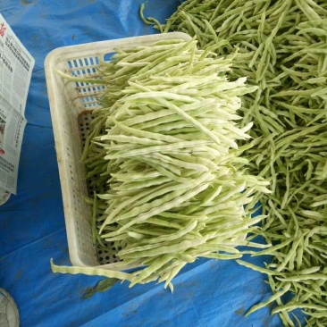 九粒白芸豆