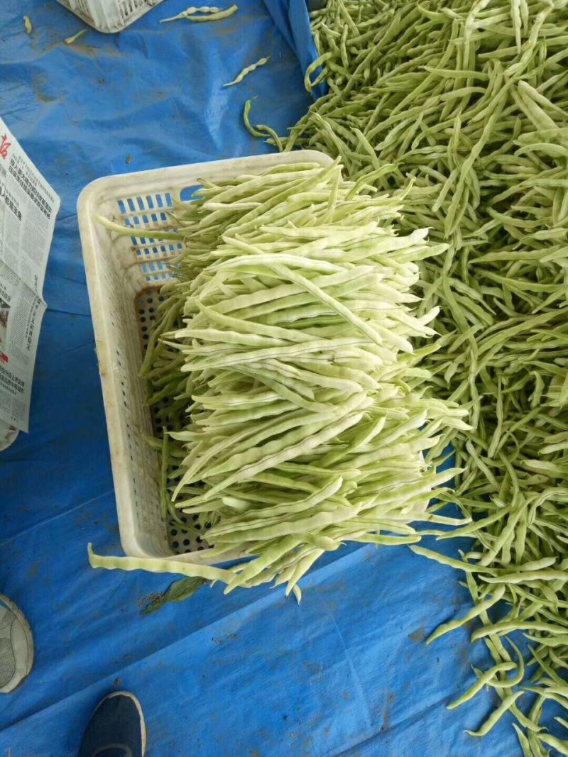 九粒白芸豆
