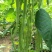 九粒白芸豆