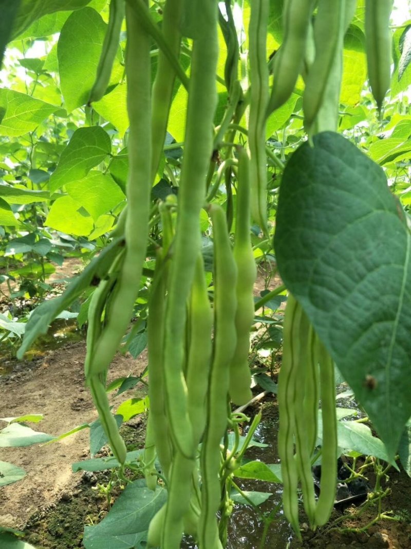 九粒白芸豆