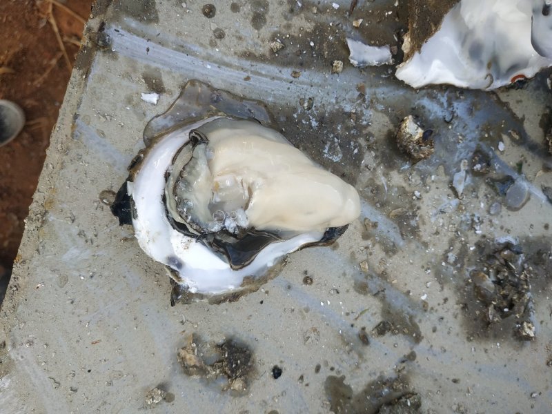 湛江生蚝，生蚝，海蛎子，广东蚝，湛江脆肉