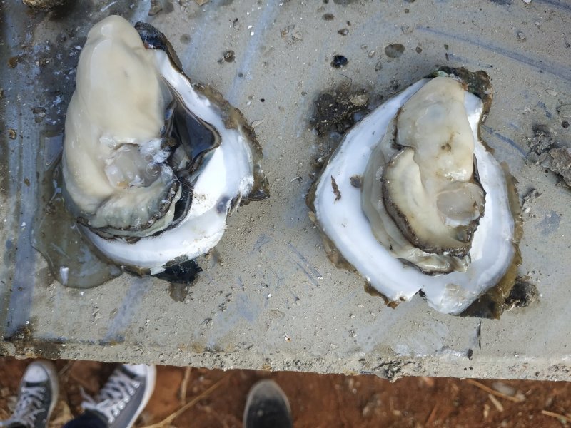 湛江生蚝，生蚝，海蛎子，广东蚝，湛江脆肉