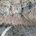 （全部包邮）天津爬山虎，五叶地锦专攻，量大从优。