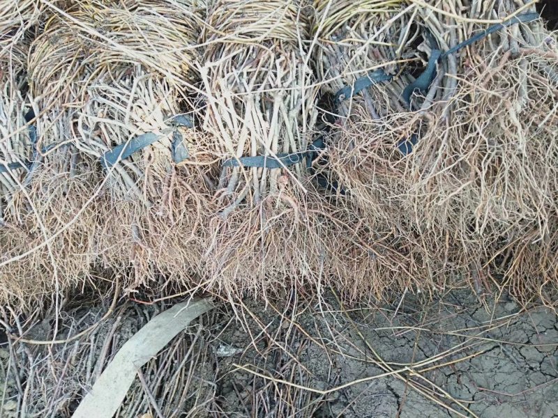 （全部包邮）天津爬山虎，五叶地锦专攻，量大从优。