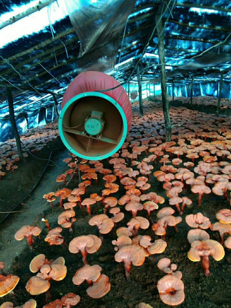 长白山灵芝孢子粉散装头道粉产地直发好欢迎咨询下单
