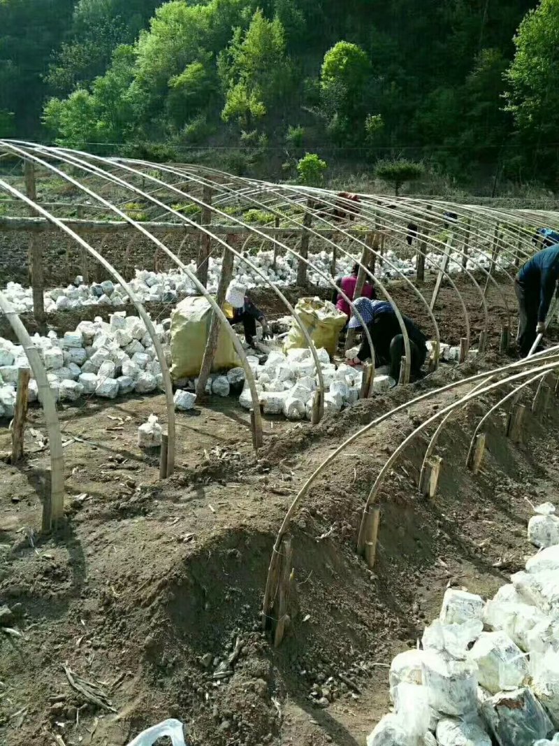 长白山灵芝孢子粉散装头道粉产地直发好欢迎咨询下单
