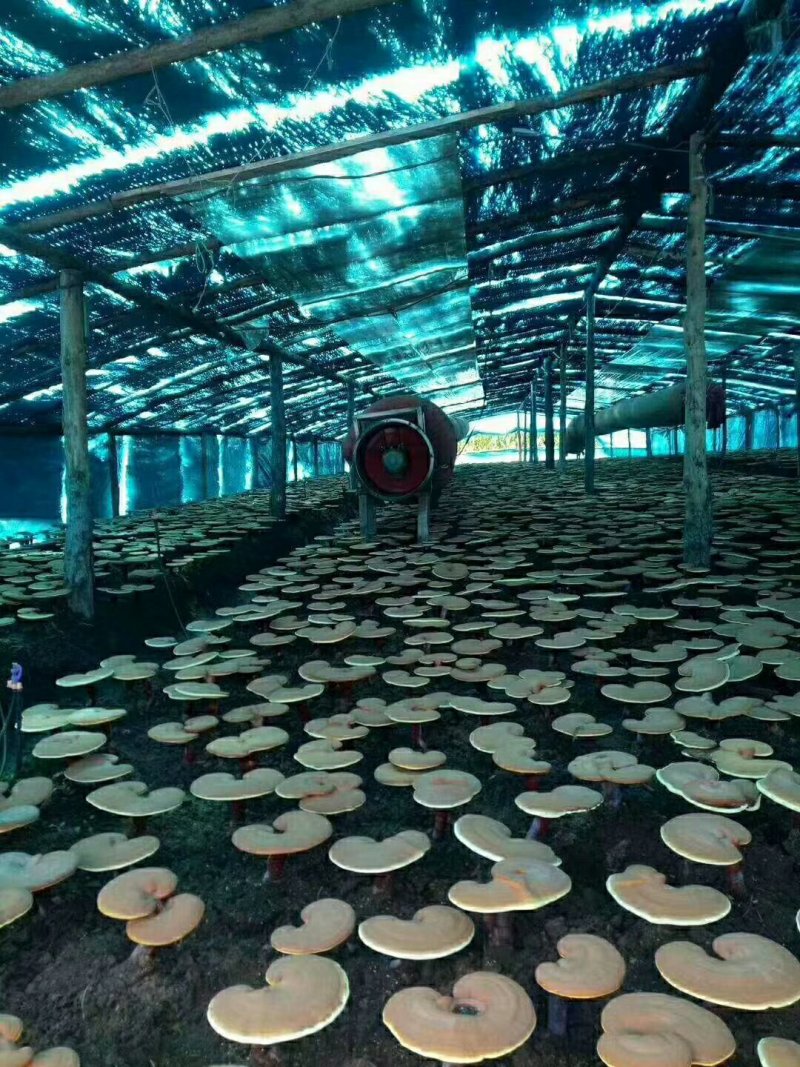 长白山灵芝孢子粉散装头道粉产地直发好欢迎咨询下单