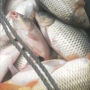 鲤鱼，还有其他的淡水鱼，