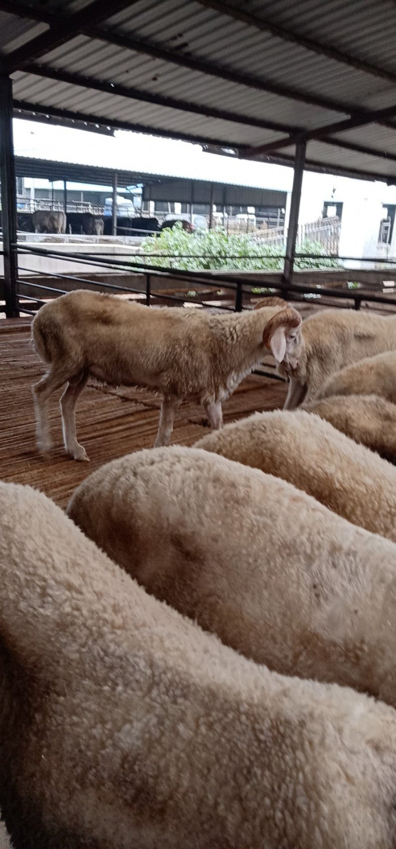 纯种基础怀孕小尾寒羊批发白山羊价格全国包邮