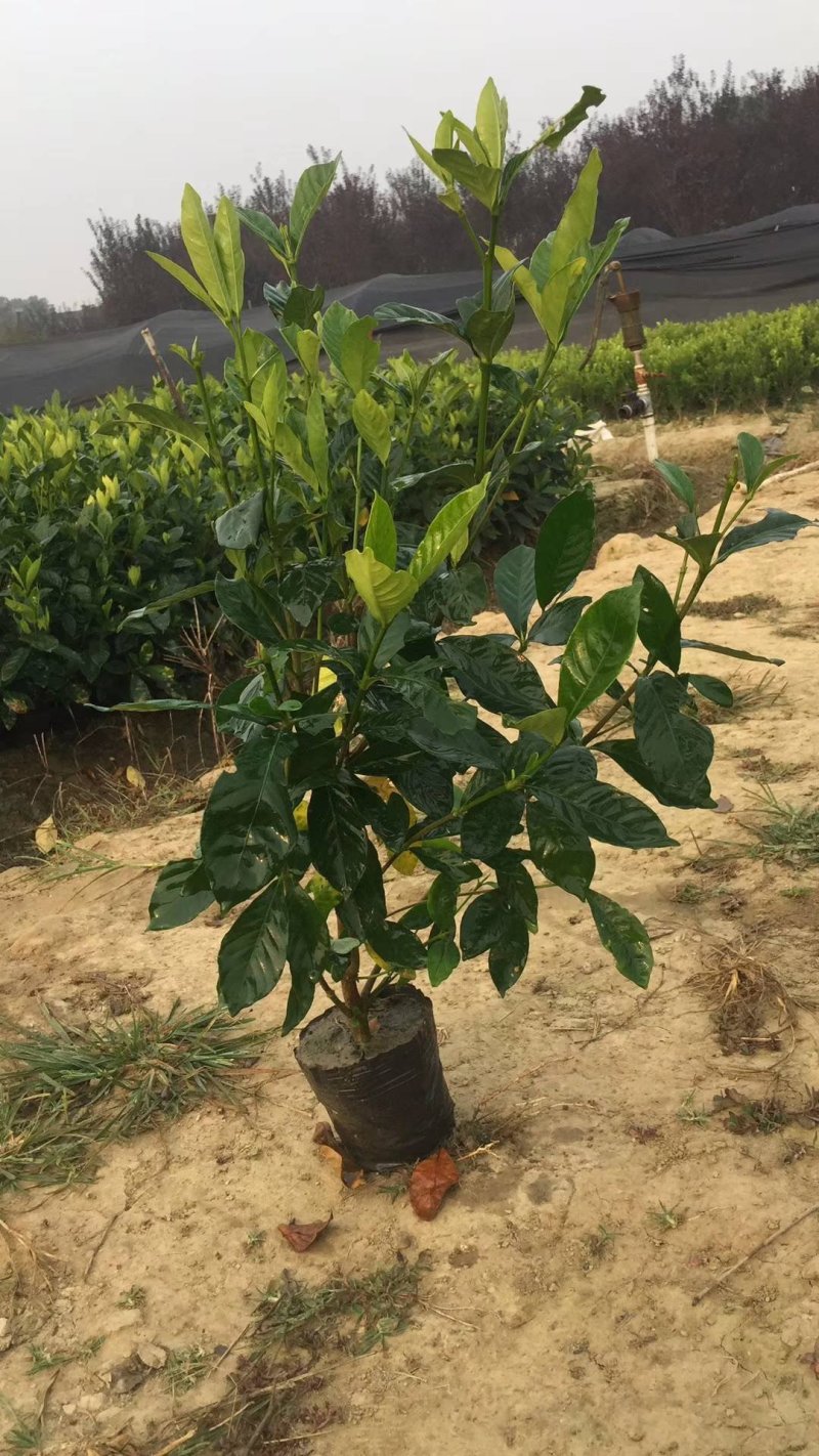 栀子花，大花栀子，大叶栀子小，栀子球价格，湖南栀子苗价格