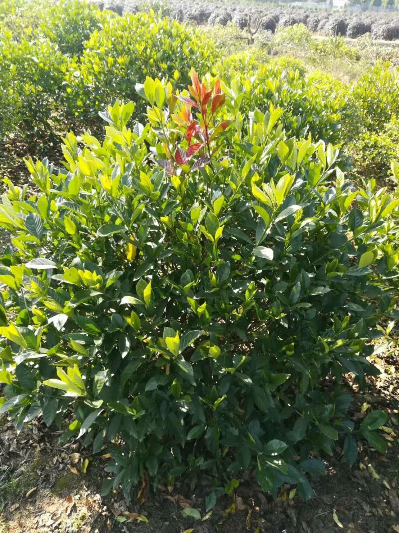 栀子花，大花栀子，大叶栀子小，栀子球价格，湖南栀子苗价格