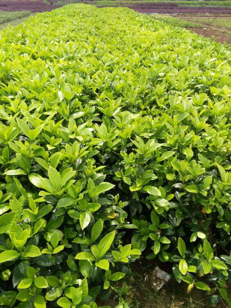 栀子花，大花栀子，大叶栀子小，栀子球价格，湖南栀子苗价格