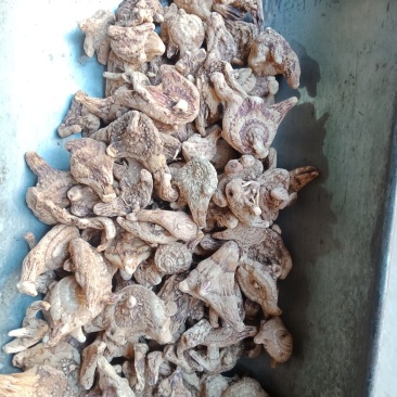 白芨三叉白芨个云南贵州批发零售各种中药材