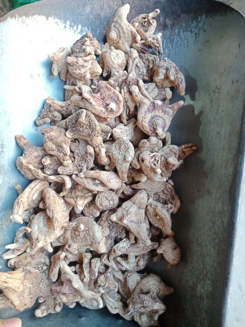 白芨三叉白芨个云南贵州批发零售各种中药材