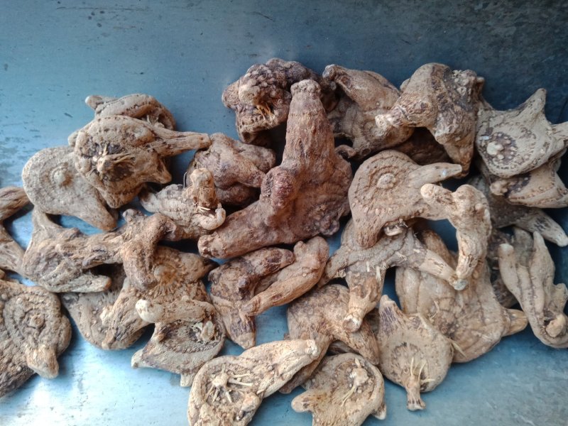 白芨三叉白芨个云南贵州批发零售各种中药材