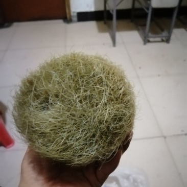 猪宝猪砂