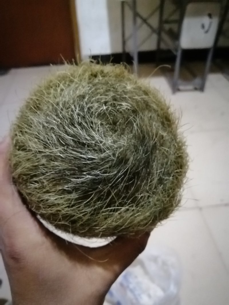 猪宝猪砂