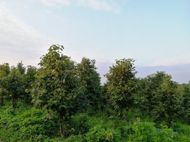 拐枣树苗万寿果苗子鸡爪梨大早金勾子树种植现挖大小品种