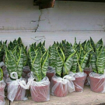 虎皮兰原盆土发货包邮招财植物