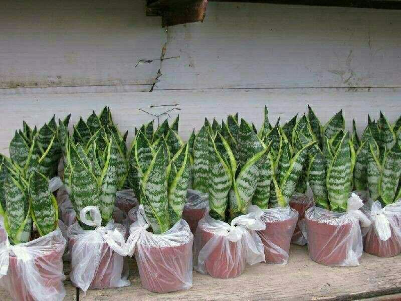 虎皮兰原盆土发货包邮招财植物