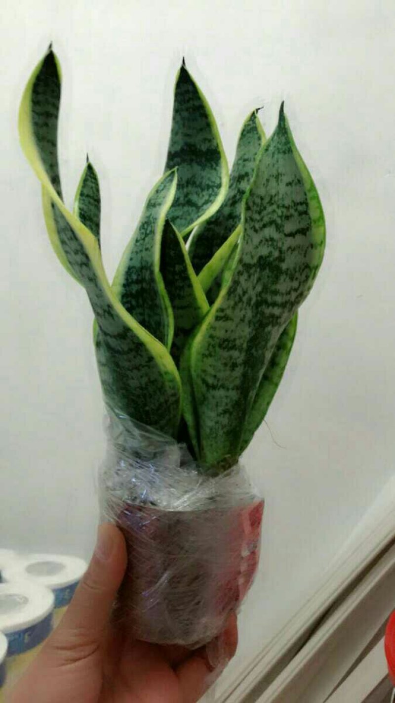 虎皮兰原盆土发货包邮招财植物