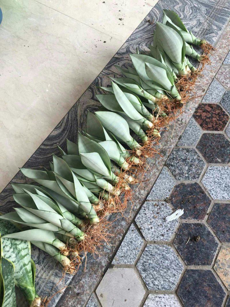 虎皮兰原盆土发货包邮招财植物