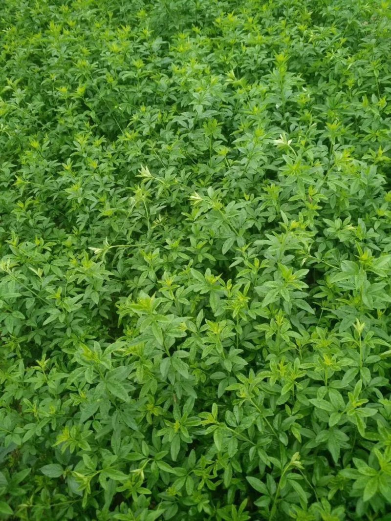 迎春花，云南黄馨苗，野迎春苗，迎春小球价格，湖南迎春苗