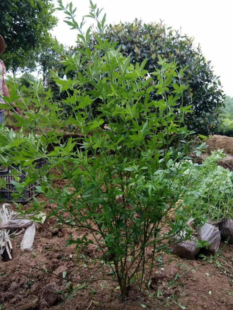 迎春花，云南黄馨苗，野迎春苗，迎春小球价格，湖南迎春苗