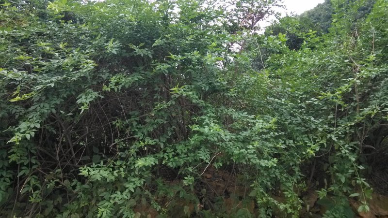 迎春花，云南黄馨苗，野迎春苗，迎春小球价格，湖南迎春苗
