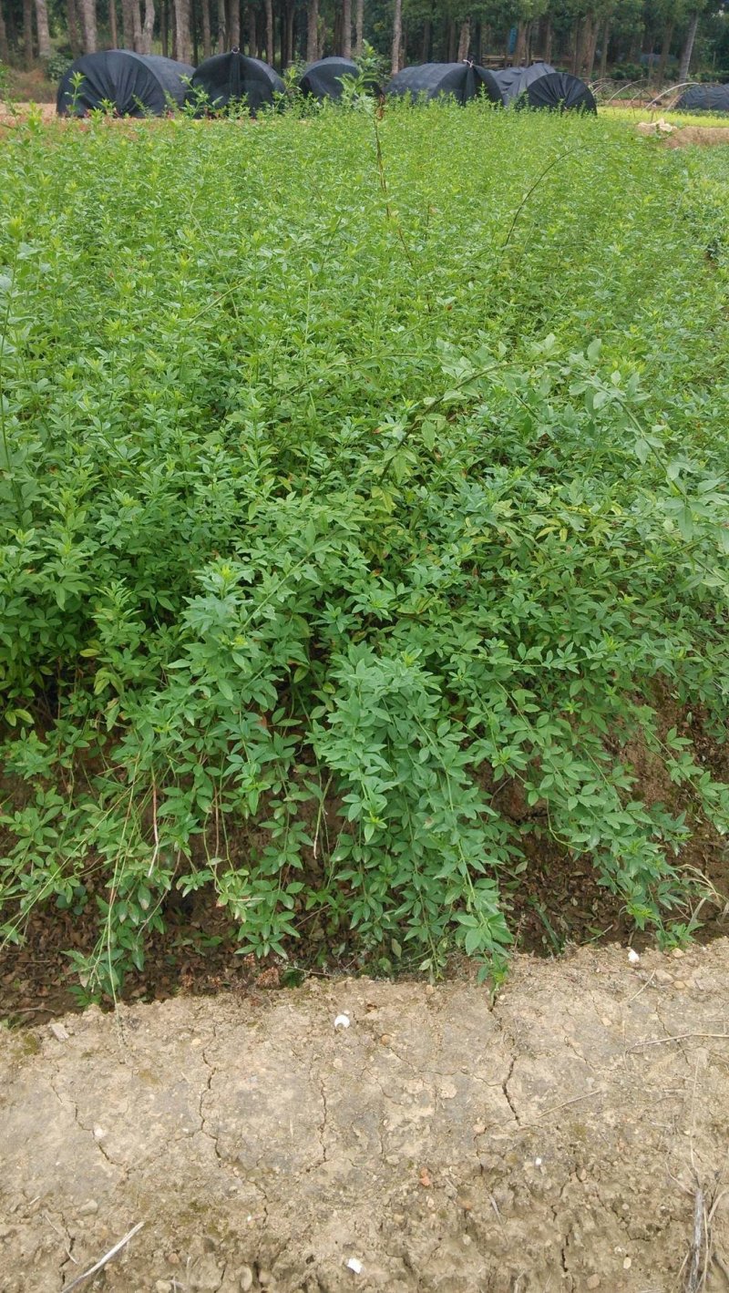 迎春花，云南黄馨苗，野迎春苗，迎春小球价格，湖南迎春苗