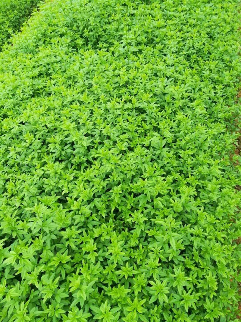迎春花，云南黄馨苗，野迎春苗，迎春小球价格，湖南迎春苗