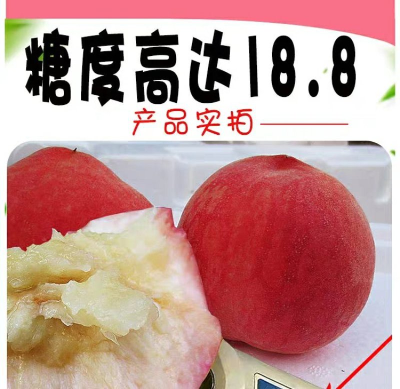 明年结果苗，多个品种水蜜桃，甜度高，水分足，
